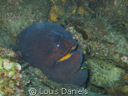 This Moray was take off the coast of Beaufort North Carol... by Louis Daniels 